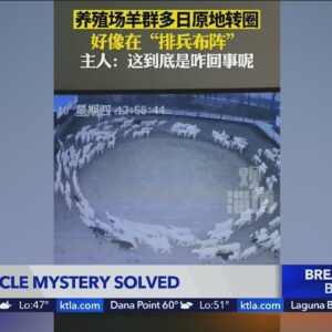 Sheep circle mystery solved? 4-day work week study results
