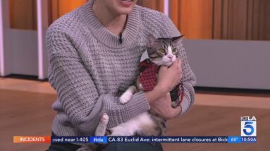 Tail Town Cat Café hosts Cats of Festivus event