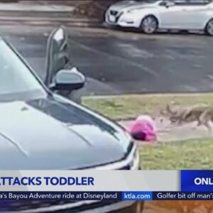 Video captures coyote attacking toddler in Woodland Hills