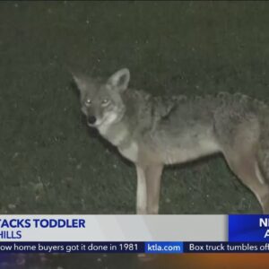 Expert warns against feeding coyotes after toddler attacked in Woodland Hills