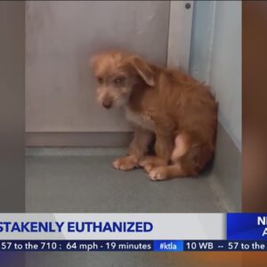 L.A. County leaders demand answers after puppy is mistakenly euthanized at Baldwin Park Animal Cente
