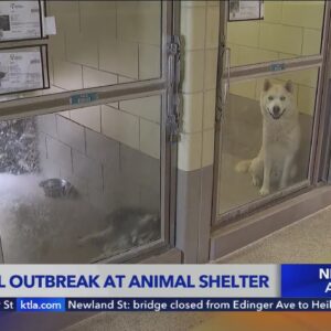 Bacterial outbreak at Riverside County animal shelter