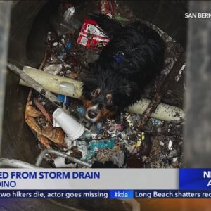 Dog rescued from storm drain in San Bernardino