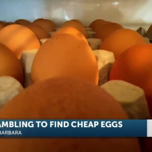 EGG PRICES | 5PM SHOW