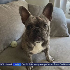 Family seeks return of French bulldog stolen at gunpoint in Pico-Robertson