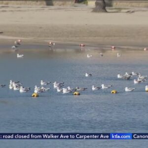 Massive raw sewage spill shuts down some Los Angeles County beaches
