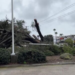 Patterson Avenue south of Highway 101 closed due to fallen tree