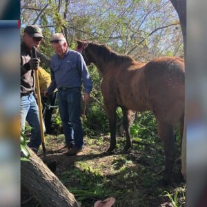 Cal Fire SLO firefighters and search and rescue teams respond to a muddy horse rescue
