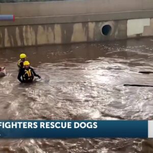 Santa Barbara County Fire rescues two dogs from San Jose Creek
