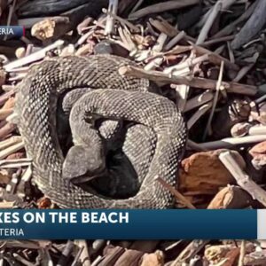 Snakes on Carpinteria beach