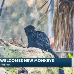The Santa Barbara Zoo welcomes Goeldi monkeys George and Jimi