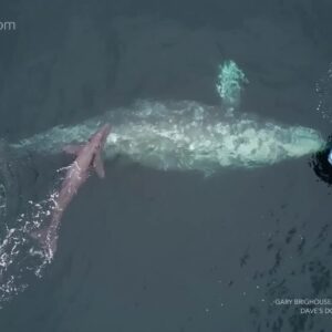 Whale gives birth in front of Southern California whale watching tour