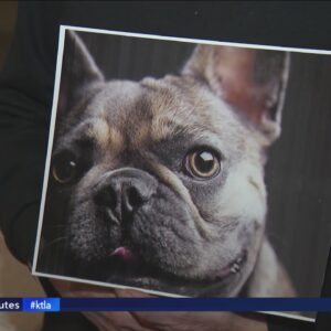 Woman offers $15,000 reward for stolen French bulldog from Encino