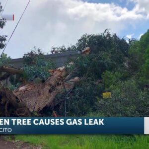 High winds knock down tree causing active gas leak on Channel Drive in Montecito