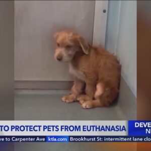 New bill proposes protecting pets from euthanasia following death of puppy