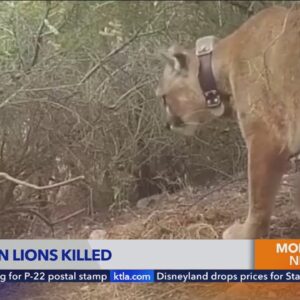 Cars could lead to mountain lions' extinction, study finds