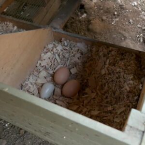 Egg Shortage Effects on the Central Coast
