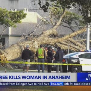 Falling tree kills woman in Anaheim