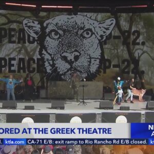 Famed mountain lion P-22 remembered at Greek Theatre memorial service