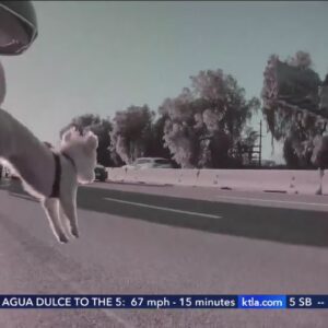 Dog miraculously survives after falling onto busy freeway in Los Angeles