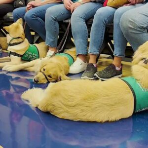 GUIDE DOG FOR THE BLIND PUPPIES-IN-TRAINING