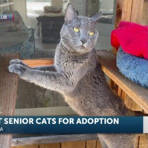 HART SLO seeks cat foster parents for senior cats