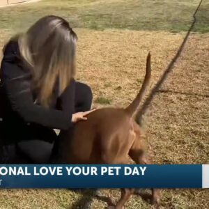 How to celebrate National Love Your Pet Day in the Santa Maria Valley