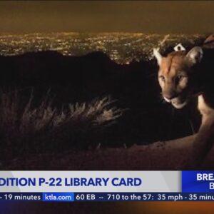 Los Angeles Public Library releases limited-edition P-22 library card