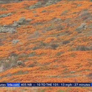 Lake Elsinore officials crackdown on crowds flocking to see poppies in bloom