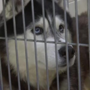 Santa Maria Animal Center running out of kennel space, urgent need for foster families