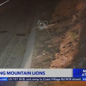 Mountain lion dies after getting hit by car near Malibu