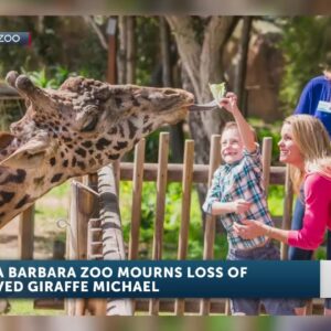 Iconic Santa Barbara Zoo Masai Giraffe Michael has died at the age of 16