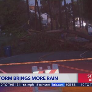 Overnight wind and rain topples more trees