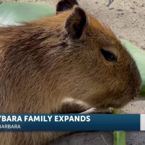 Santa Barbara Zoo welcomes capybara pups