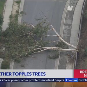 Small tornado topples trees in southeast Los Angeles County