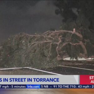 Strong winds topple trees in South Bay
