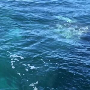 'Show of a lifetime:' Whale watching excursion gets close encounter with pair of playful gray whales
