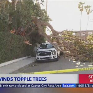 Winds topple trees in the South Bay