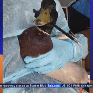 Duck shot with arrow in Newport Beach; authorities investigating incident as animal cruelty