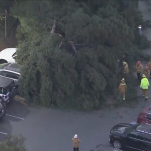 Massive tree comes down on cars at Calabasas H.S.; one person taken to hospital