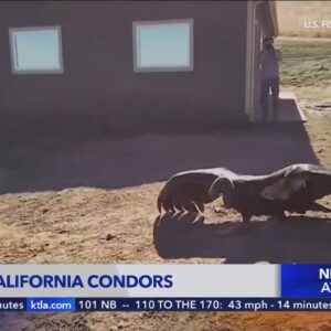 Bakersfield program aims to save California Condors