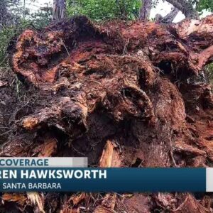 DAMAGED TREES I 6PM SHOW