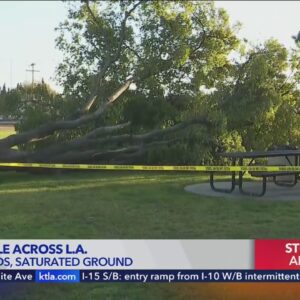 Destructive winds topple trees, powerlines across Southern California