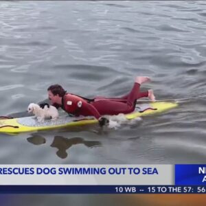 Long Beach lifeguard rescues dog swimming out to sea