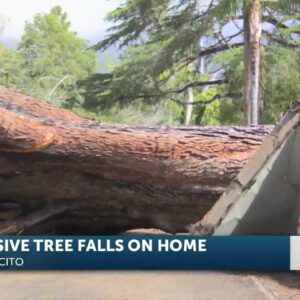 Montecito home damaged by century-old Oak Tree