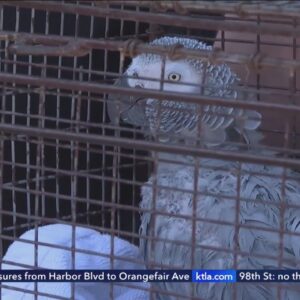 Parrot stolen off front porch in Santa Ana reunited with family
