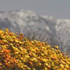 Potential Super Bloom following several winter storms