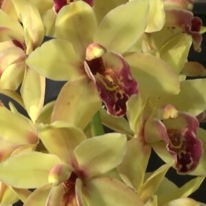 Rain will not delay the return of the International Orchid show
