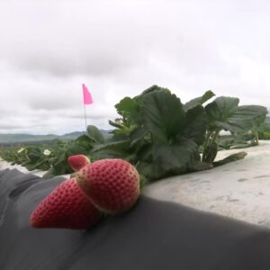 Rainy weather impeding the start of strawberry season