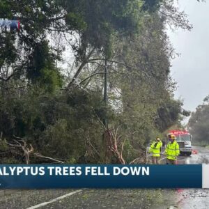 SBC Fire crews respond to multiple fallen eucalyptus trees in Goleta